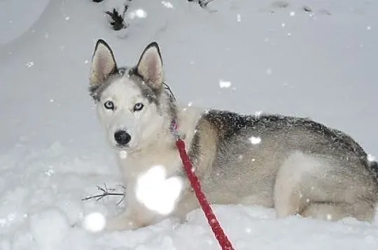 Lori - śliczna sunia husky czeka na dom