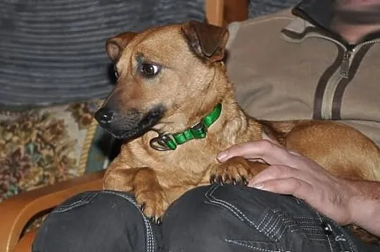 Mała, przyjacielska sunia - Nikunia. Adoptuj!