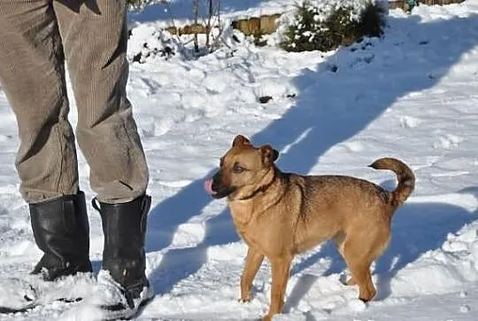 Mała, przyjacielska sunia - Nikunia. Adoptuj!