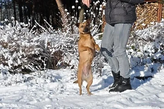 Mała, przyjacielska sunia - Nikunia. Adoptuj!