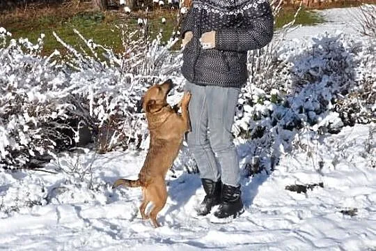 Mała, przyjacielska sunia - Nikunia. Adoptuj!