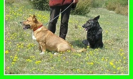 Staffik mix,aktywny,przyjazny,wesoły pies HURMAK.A