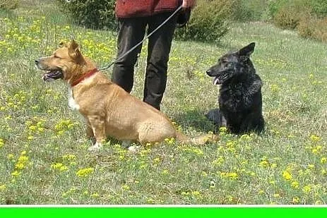 Staffik mix,aktywny,przyjazny,wesoły pies HURMAK.A