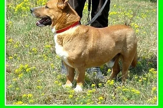 Staffik mix,aktywny,przyjazny,wesoły pies HURMAK.A