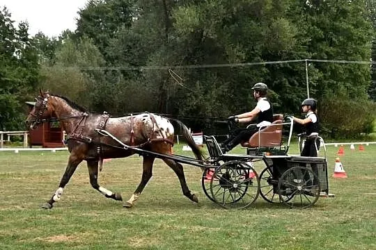 Bryczka maraton maratonka singiel, Podkarpackie, Rzeszów