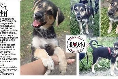 Do adopcji TINA filmk ,  łódzkie Łódź