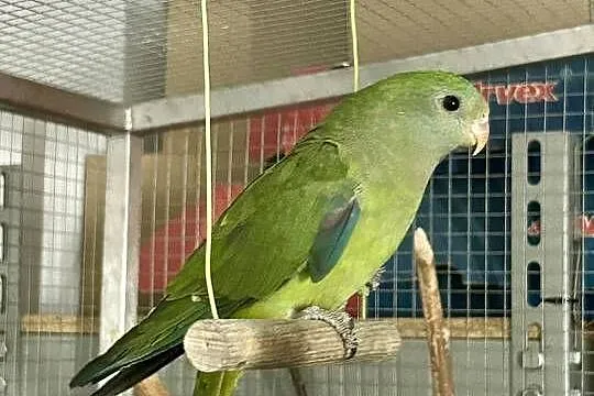 Papuga Barabanda Samica