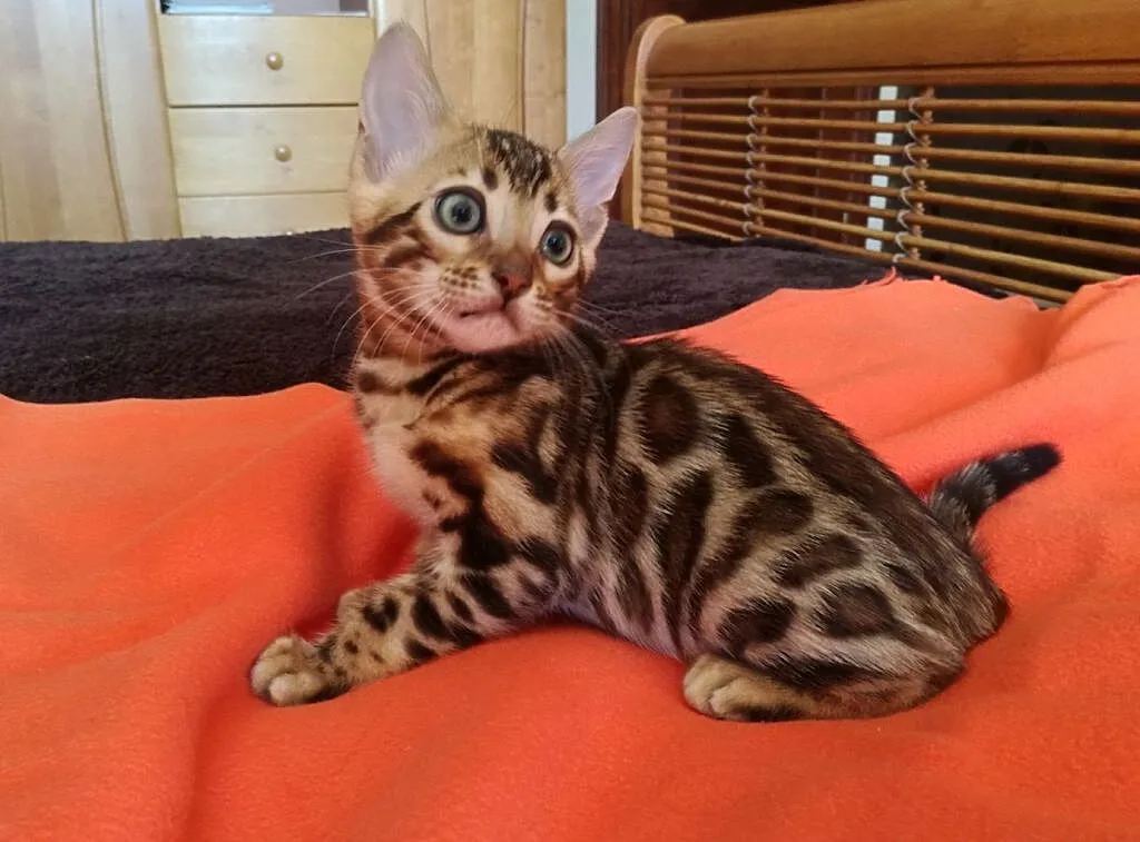 Wspaniałe kociaki bengalskie - Hodowla Bengal Gold, Mazowieckie, Łomianki