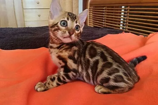 Wspaniałe kociaki bengalskie - Hodowla Bengal Gold, Mazowieckie, Łomianki