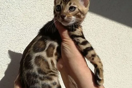 Wspaniałe kociaki bengalskie - Hodowla Bengal Gold, Mazowieckie, Łomianki