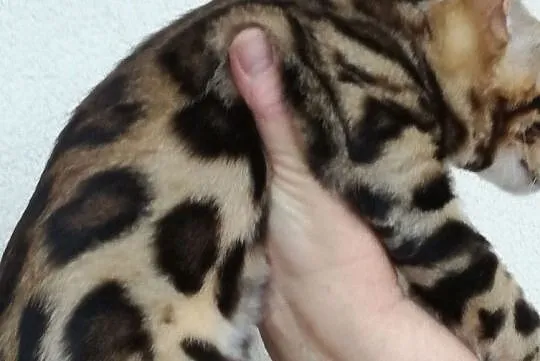 Wspaniałe kociaki bengalskie - Hodowla Bengal Gold, Mazowieckie, Łomianki