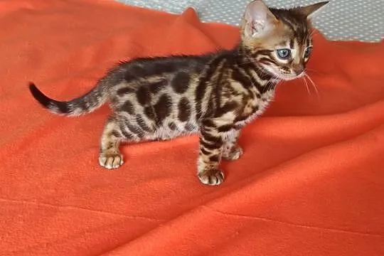 Wspaniałe kociaki bengalskie - Hodowla Bengal Gold, Mazowieckie, Łomianki