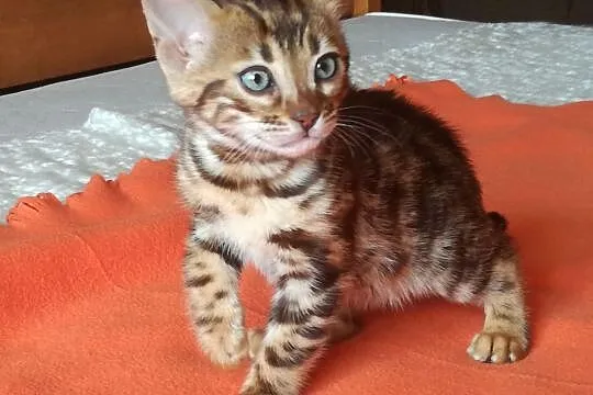 Wspaniałe kociaki bengalskie - Hodowla Bengal Gold, Mazowieckie, Łomianki