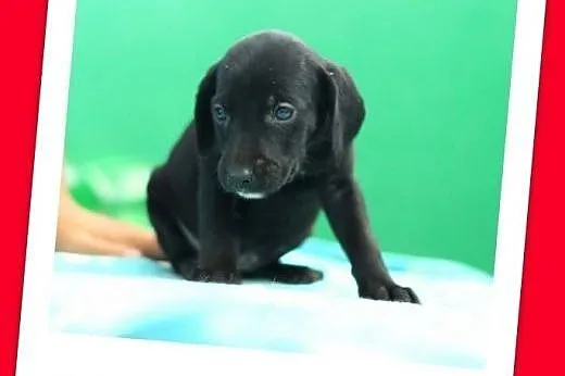 7 tygod.suczka szczeniak szuka domu.ADOPTUJ ! ,  śląskie Katowice
