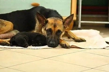 7 tygod.suczka szczeniak szuka domu.ADOPTUJ ! ,  ś