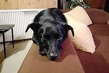 Felka szuka domu!,  dolnośląskie Jelenia Góra