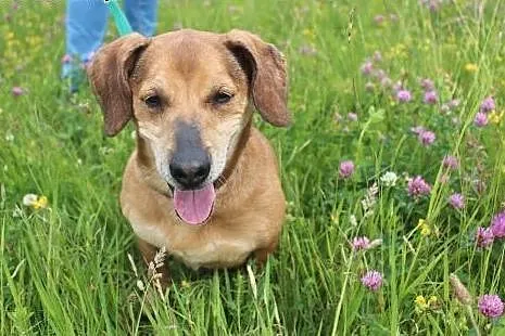 Rysiek - starszak do adopcji ,  dolnośląskie Nowa Ruda