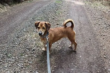 Rysiek - starszak do adopcji ,  dolnośląskie Nowa 