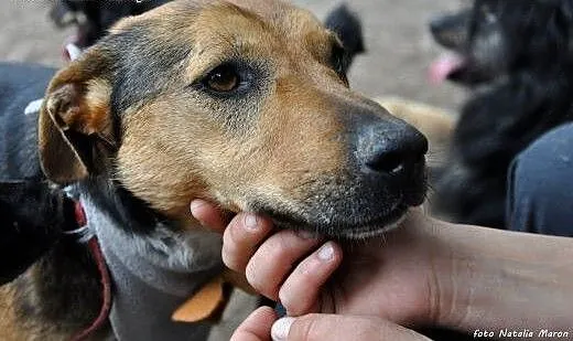 Młody, mądry Max - adoptuj psiego przyjaciela :),