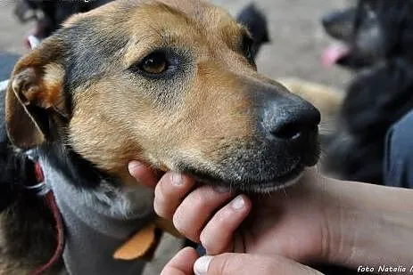 Młody, mądry Max - adoptuj psiego przyjaciela :), 