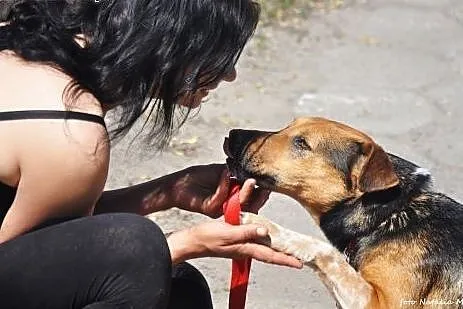 Młody, mądry Max - adoptuj psiego przyjaciela :), 