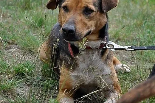 Młody, mądry Max - adoptuj psiego przyjaciela :), 