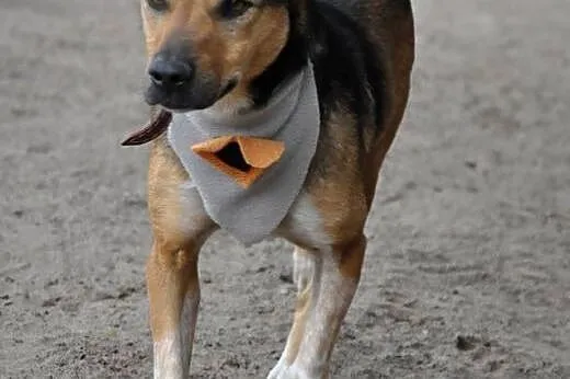 Młody, mądry Max - adoptuj psiego przyjaciela :), 