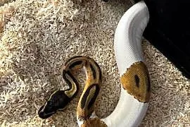 Python królewski - Piebald