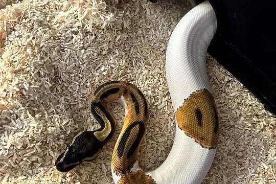 Python królewski - Piebald