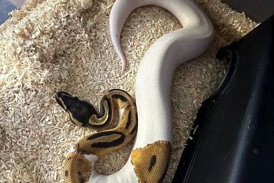 Python królewski - Piebald, Mazowieckie, Błonie