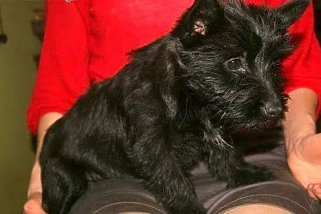 Dixi --czarna, kudłata 3-miesięczna mordka do poko