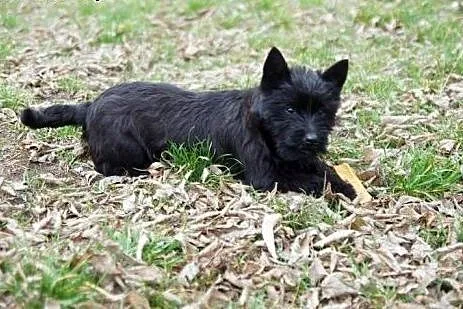 Dixi --czarna, kudłata 3-miesięczna mordka do poko
