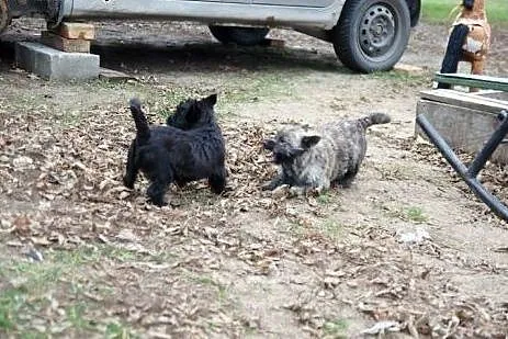 Dixi --czarna, kudłata 3-miesięczna mordka do poko