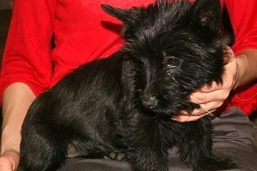 Dixi --czarna, kudłata 3-miesięczna mordka do poko