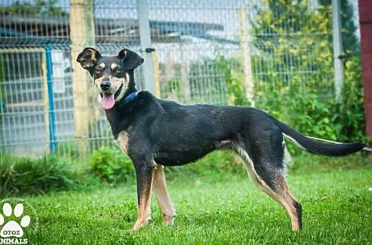 OTOZ Animals - Gwiazda - młoda i bardzo spragniona miłości suczka!, Pomorskie, Tczew