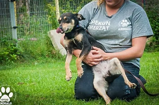 OTOZ Animals - Gwiazda - młoda i bardzo spragniona miłości suczka!, Pomorskie, Tczew