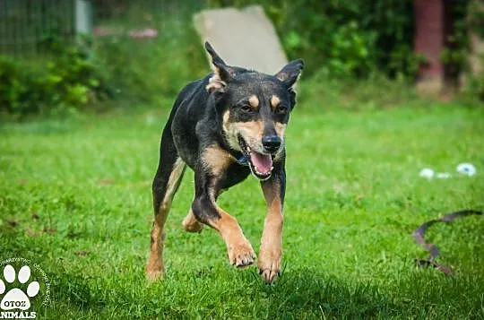 OTOZ Animals - Gwiazda - młoda i bardzo spragniona miłości suczka!, Pomorskie, Tczew