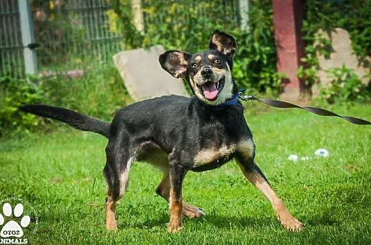 OTOZ Animals - Gwiazda - młoda i bardzo spragniona miłości suczka!, Pomorskie, Tczew