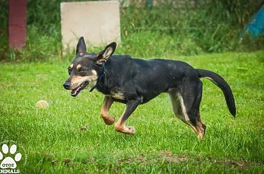 OTOZ Animals - Gwiazda - młoda i bardzo spragniona miłości suczka!, Pomorskie, Tczew
