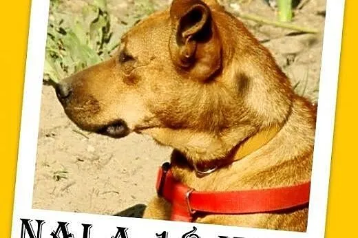 18kg,młoda 2 lata,delikatna suczka NALA do domu z ogródkiem.ADOPCJA,  łódzkie Łódź