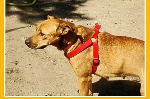 18kg,młoda 2 lata,delikatna suczka NALA do domu z 