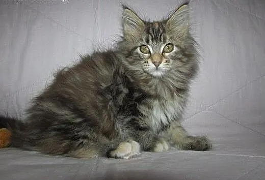 MAINE COON - kocięta z rodowodem FPL/FIFE, podkar