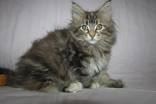 MAINE COON - kocięta z rodowodem FPL/FIFE,  podkar