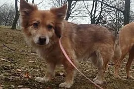 Nieśmiały, łagodny puchatek Lisek, mazowieckie Warszawa