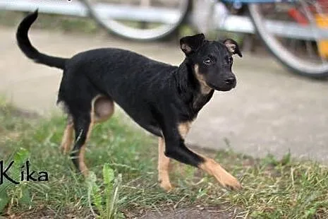 Kika w typie charcika szuka domu,  mazowieckie Warszawa
