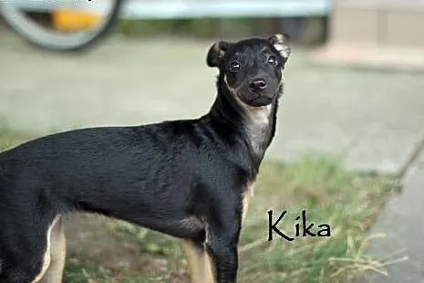 Kika w typie charcika szuka domu,  mazowieckie War