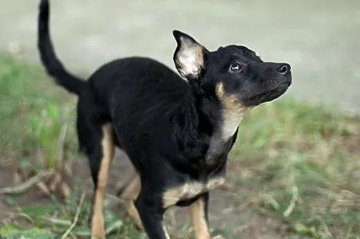 Kika w typie charcika szuka domu,  mazowieckie War