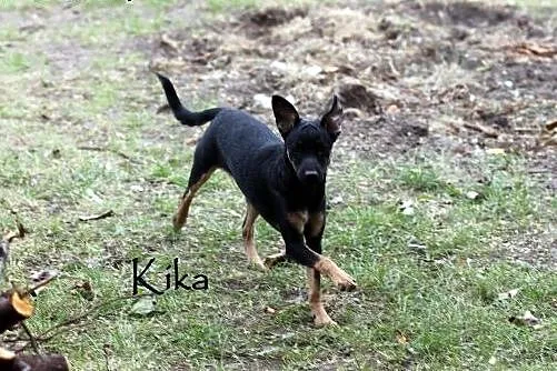 Kika w typie charcika szuka domu,  mazowieckie War