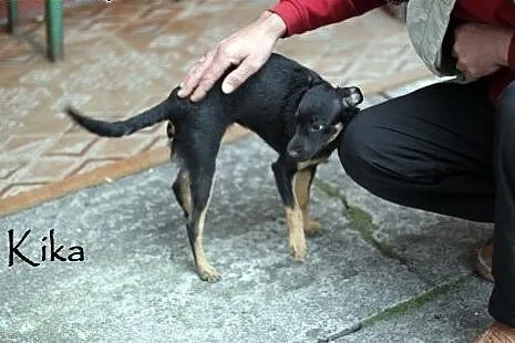 Kika w typie charcika szuka domu,  mazowieckie War