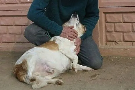 Od 9 lat czekam w schronisku aż ktoś mnie adoptuje